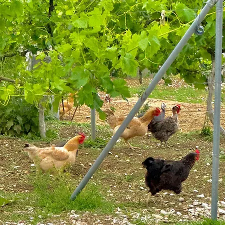 Bujtina Amar Penzion Lazarat