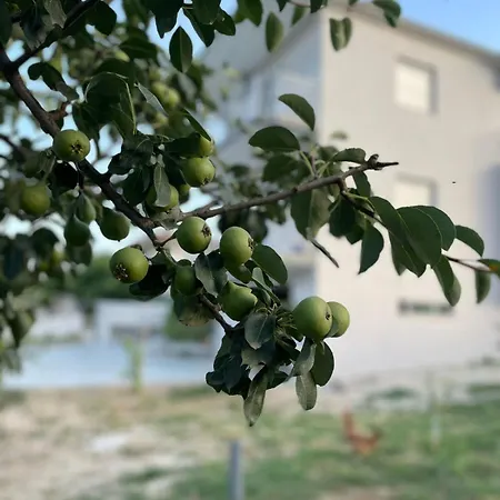 Bujtina Amar Penzion *